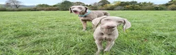 Weimaraner cani in vendita: Cuccioli Weimaraner - Annuncio 5