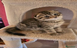 Scottish gatti in vendita: Cuccioli scottish fold e straight  a Provincia di Vicenza - Immagine 25