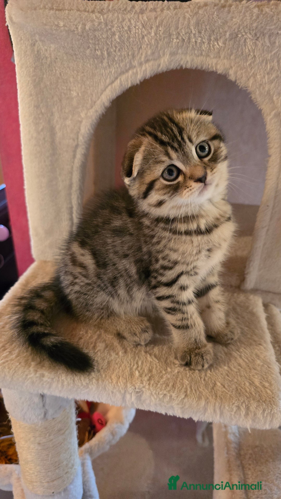 Scottish gatti in vendita: Cuccioli scottish fold e straight  a Provincia di Vicenza - Immagine 25
