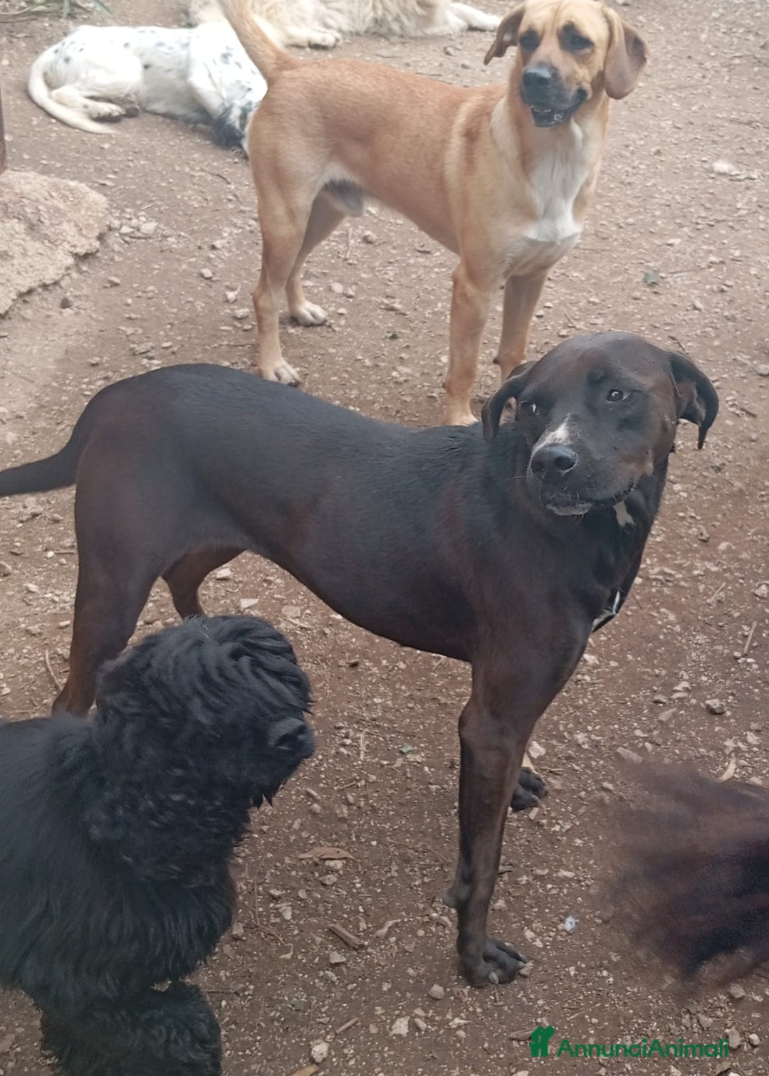 Meticcio cani in regalo: Ciccia 4anni di canile buon carattere attende casa a Città metropolitana di Milano - Annuncio 5