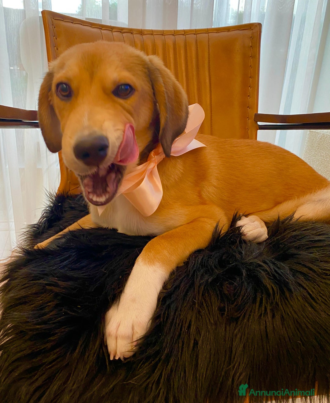 Segugio cani in regalo: Tary splendido cucciolo simil segugio - Annuncio 3