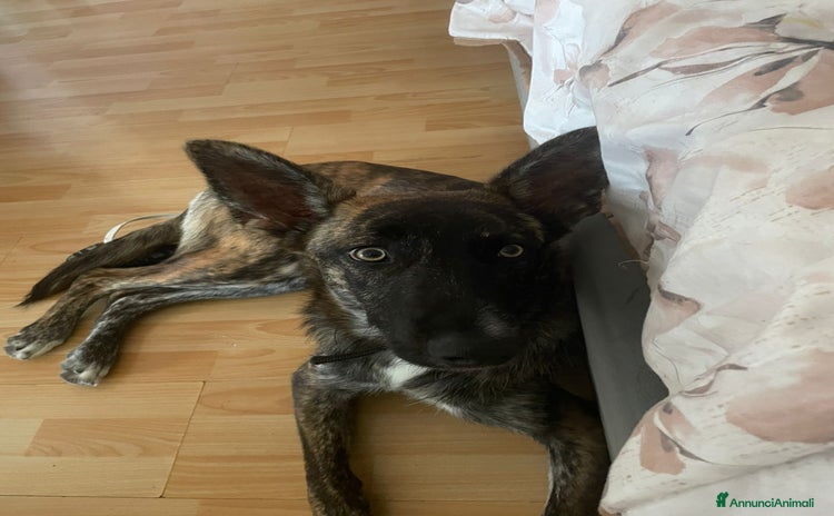 Pastore Belga cani - Annuncio 3