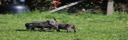Pitbull cani in vendita: Cuccioli Pit Bull con pedigree anche a rate - Annuncio 23