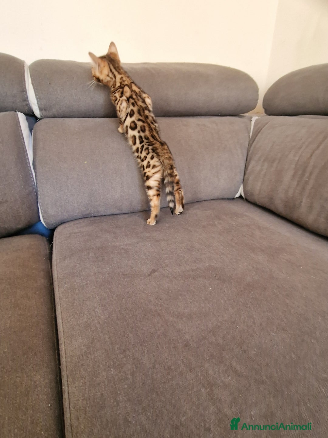 Bengala gatti in vendita: Gatto Bengala  - Annuncio 1