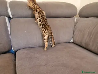 Bengala gatti Gatto Bengala - Annuncio 18