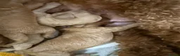 Barboncino Toy cani in vendita: Cucciolata barboncini  a Città metropolitana di Roma Capitale - Annuncio 6