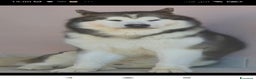 Alaskan Malamute cani in vendita: Cucciola di Alaskan Malamute - Annuncio 7
