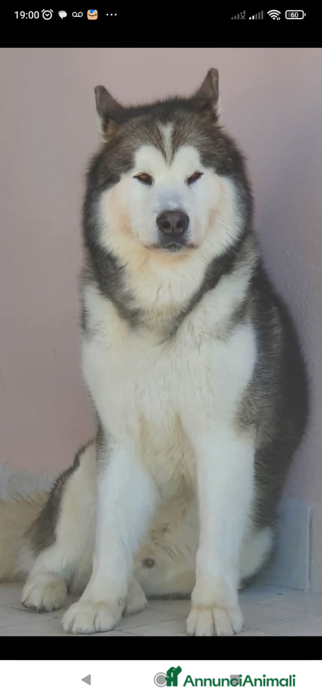 Alaskan Malamute cani in vendita: Cucciola di Alaskan Malamute - Annuncio 7