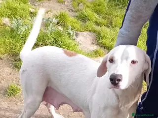 Altre razze cani candy - Annuncio 8