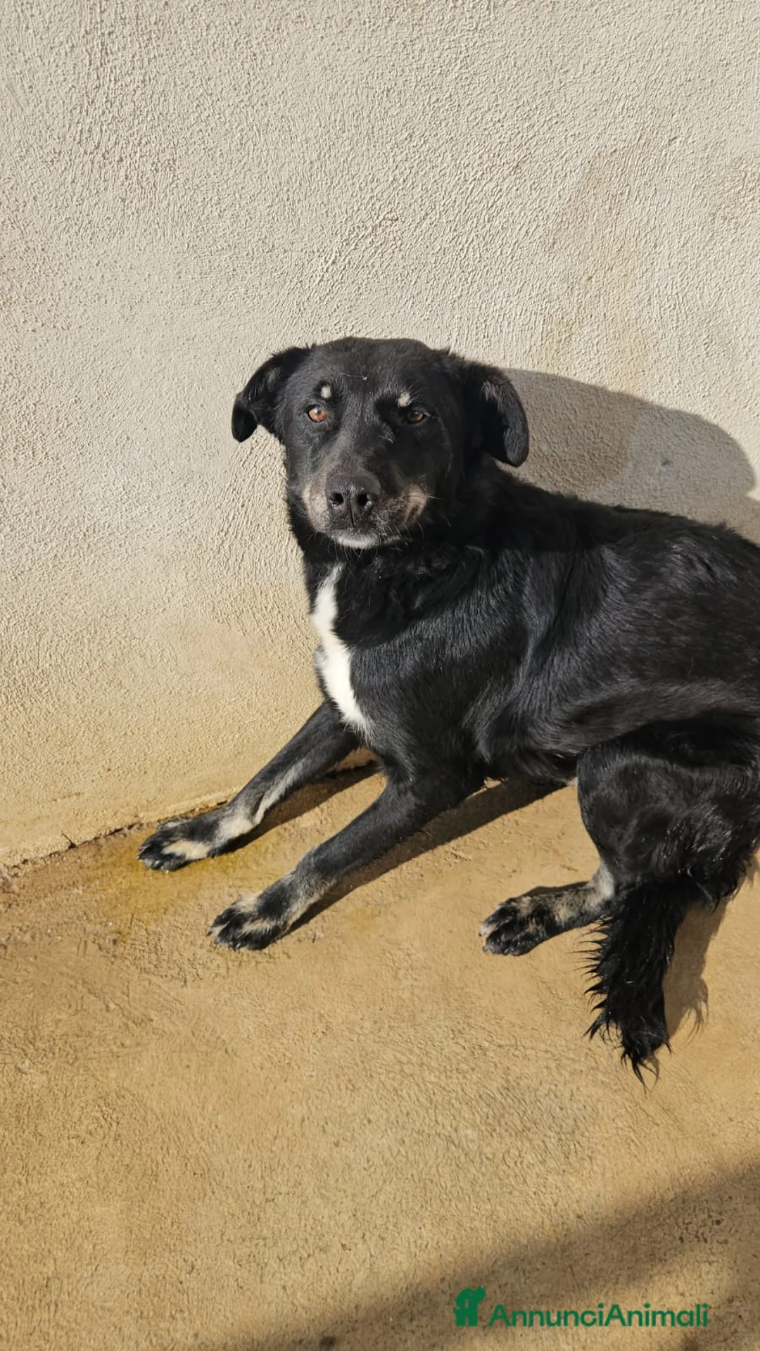 Meticcio cani in regalo: Carlo: 2 anni, taglia media  - Annuncio 1