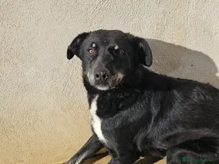 Meticcio cani Carlo: 2 anni, taglia media - Annuncio 3