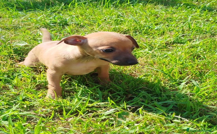 Levriero cani a Metropolitan City of Turin - Annuncio 1