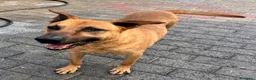 Meticcio cani in regalo: SONO ARGO CERCO CASA - Annuncio 9