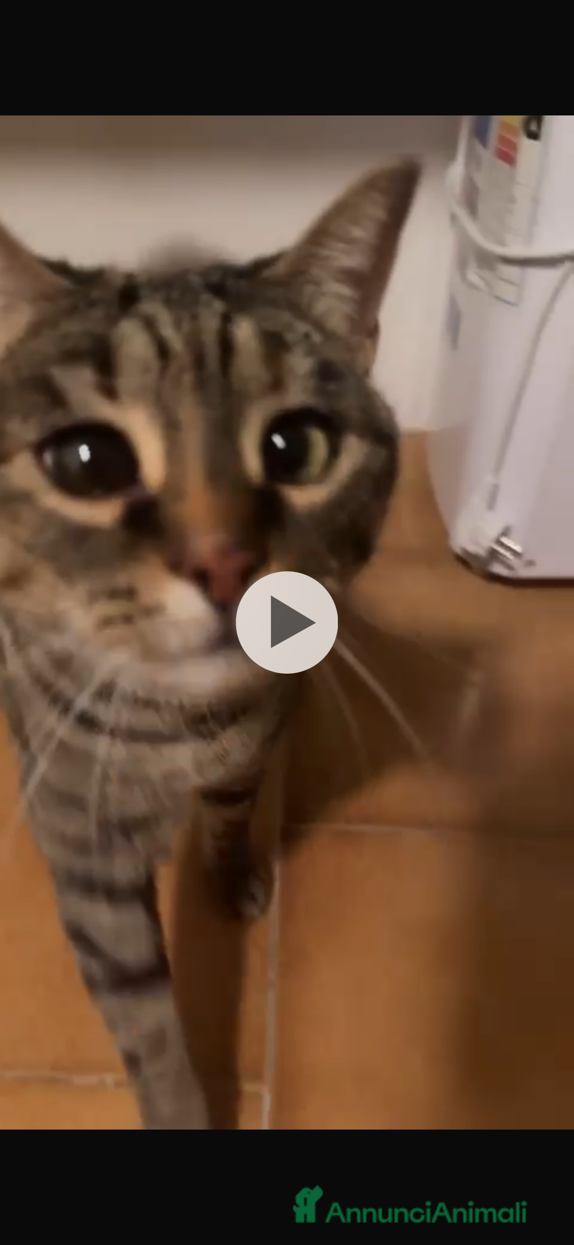 Meticcio gatti Gatta dolcissima rimasta orfana - Annuncio 1