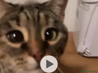 Meticcio gatti Gatta dolcissima rimasta orfana - Annuncio 1