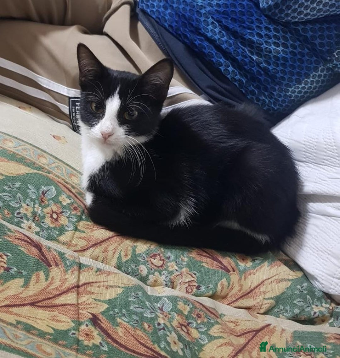 Europeo gatti in regalo: Tuxedina cerca casa! - Annuncio 1