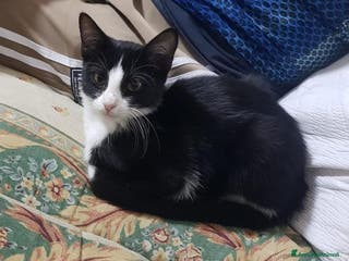 Europeo gatti Tuxedina cerca casa! - Annuncio 41