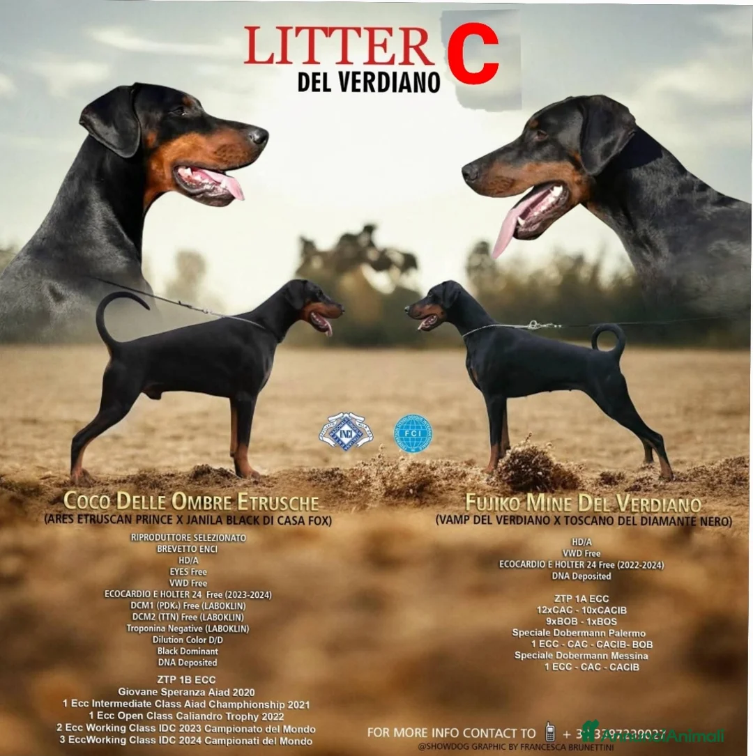 Dobermann cani in vendita: Cuccioli dobermann con pedigree  - Annuncio 6