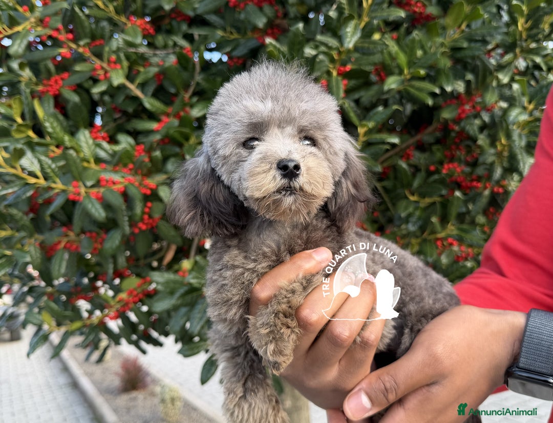 Barboncino Toy cani in vendita: Barboncino Cucciola Disponibile TREQUARTIDILUNA  - Annuncio 4