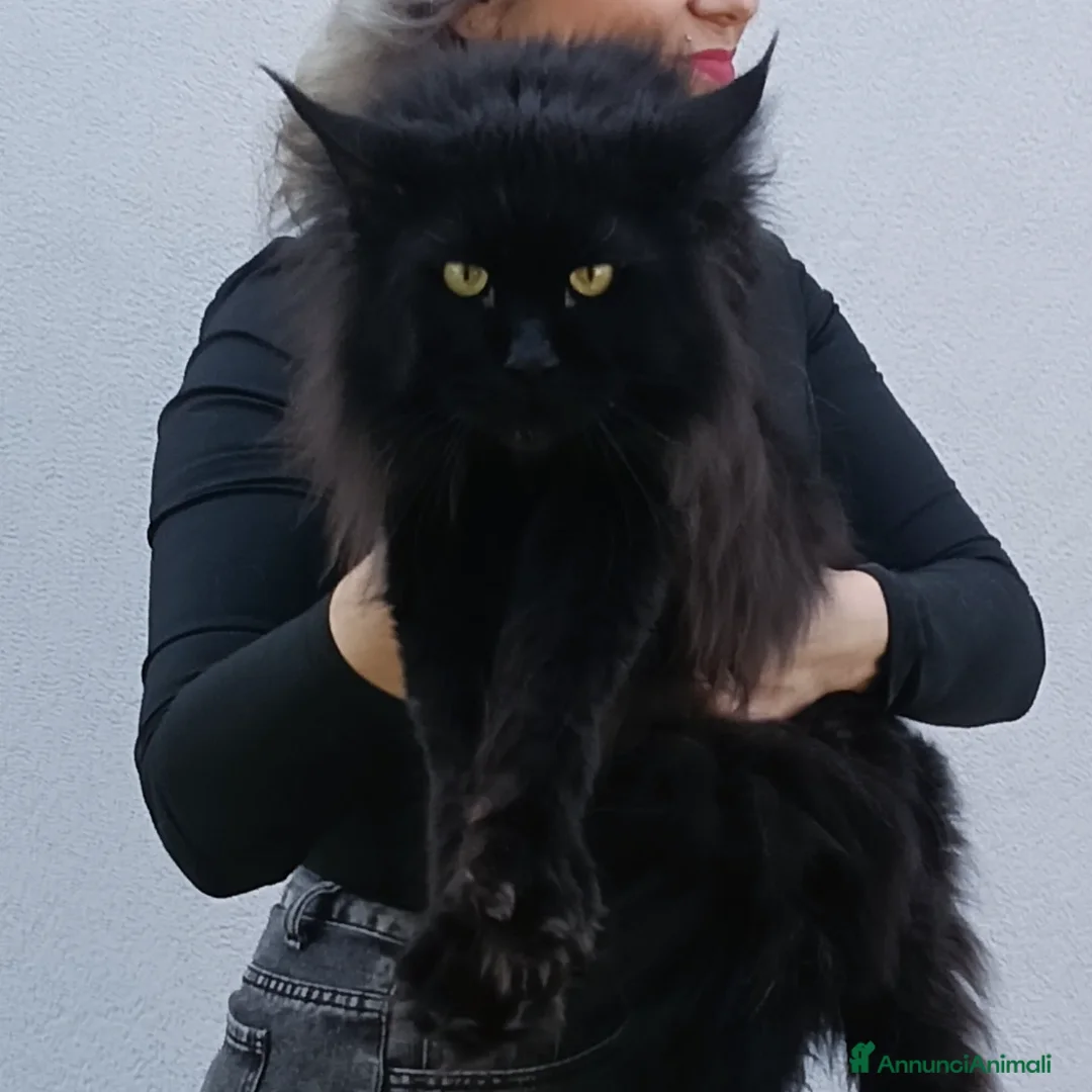 Maine Coon gatti in vendita: Cucciola Maine Coon Black Smoke  - Annuncio 9