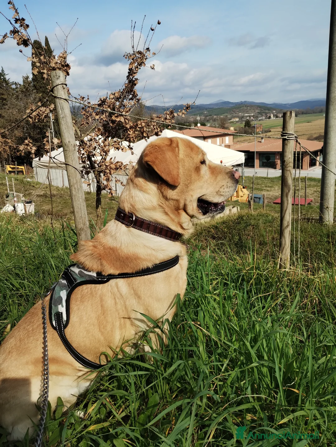 Labrador cani per accoppiamento: Labrador Retriever miele cerca accoppiamento  a Provincia di Perugia - Annuncio 1