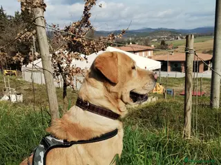 Labrador cani Labrador Retriever miele cerca accoppiamento - Annuncio 8