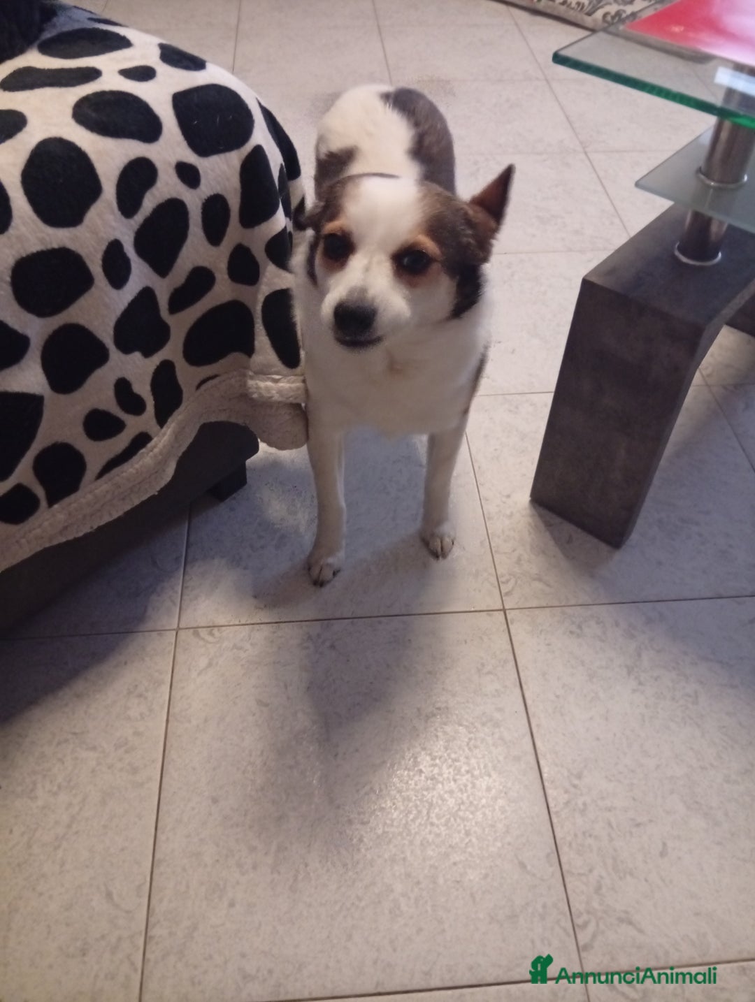 Meticcio cani in regalo: Volpino meticcio - Annuncio 2