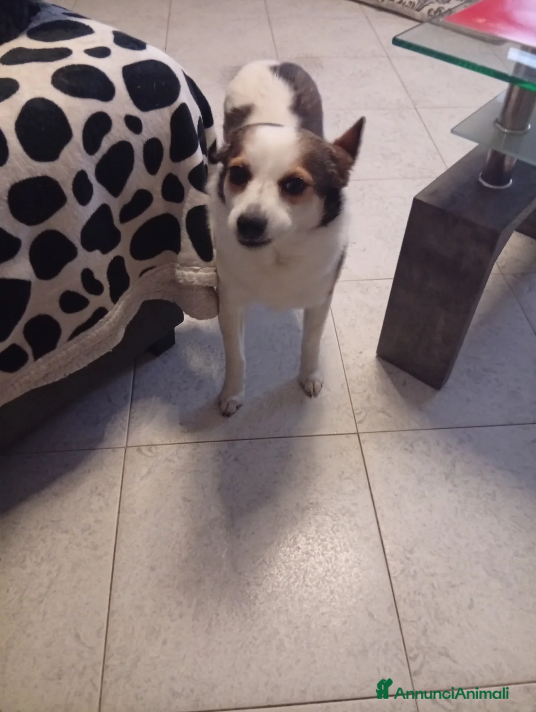 Meticcio cani in regalo: Volpino meticcio - Annuncio 2