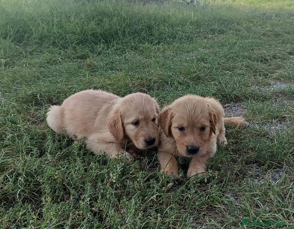 Golden Retriever cani - Annuncio 2