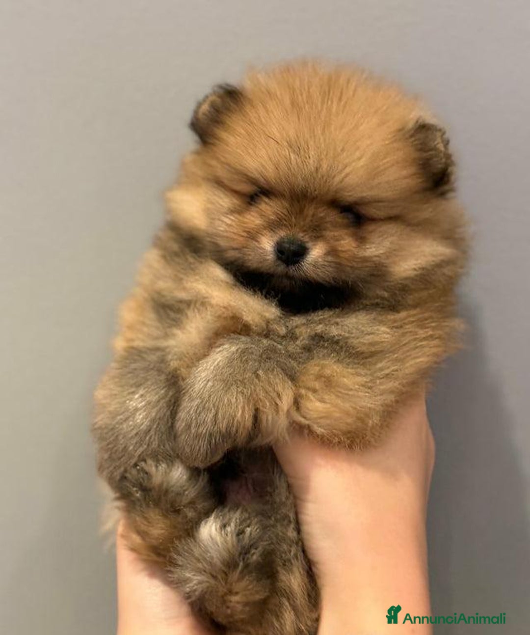 Volpino Pomerania cani in vendita: Bellissimi cuccioli di Pomerania di razza pura  - Annuncio 5