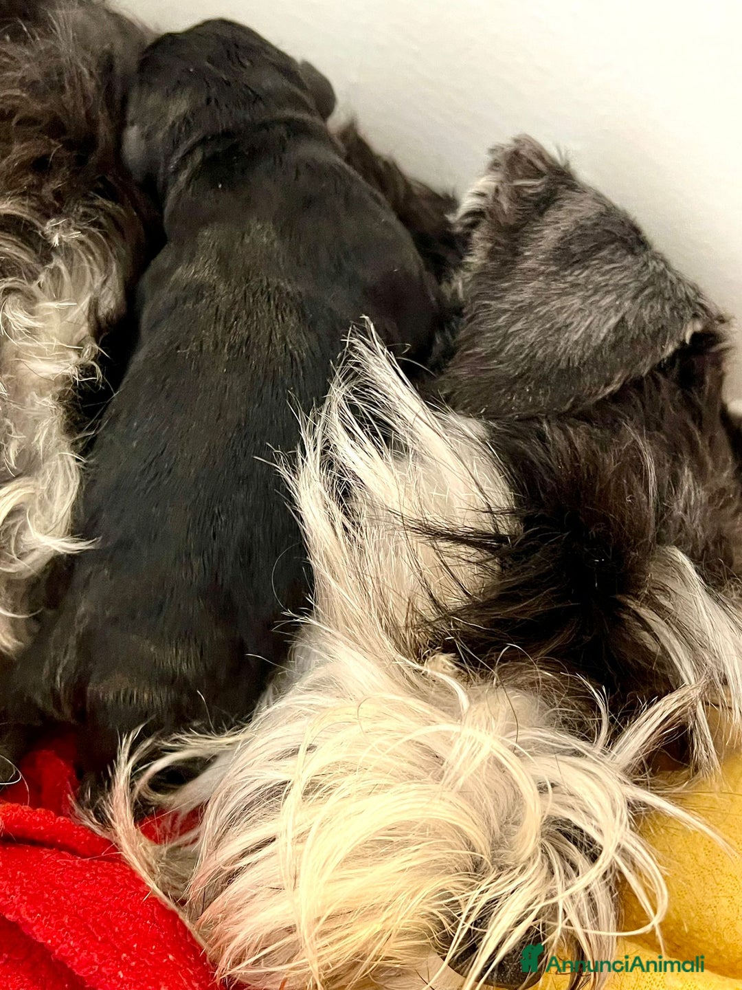 Mini Schnauzer cani in vendita: Cucciolata di schnauzer nani nero/argento a Provincia di Cuneo - Immagine 12