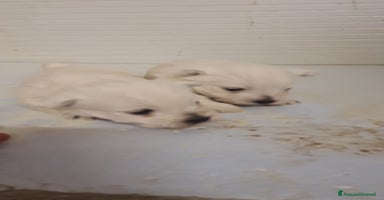 Maltese cani a Provincia di Forlì-Cesena - Annuncio 3