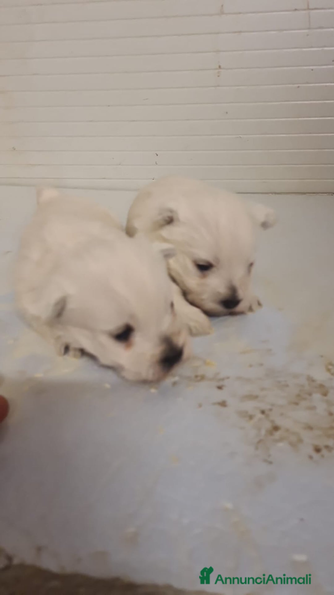 Maltese cani in vendita: Cucciolata maltesi taglia piccola a Provincia di Forlì-Cesena - Annuncio 3