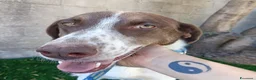 Meticcio cani in regalo: Giada - Annuncio 2