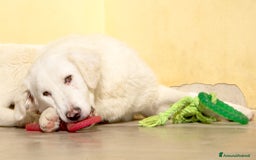Meticcio cani in regalo: Nix in adozione a Provincia di Taranto - Immagine 3