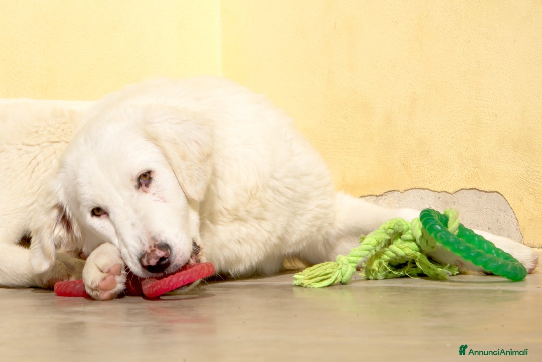 Meticcio cani in regalo: Nix in adozione a Provincia di Taranto - Immagine 3