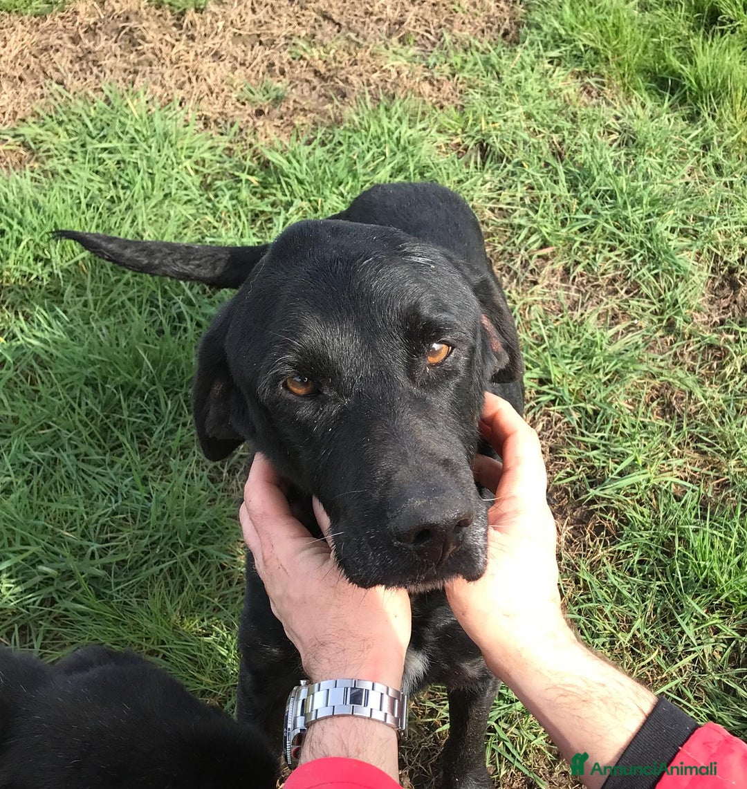 Meticcio cani in regalo: SANTO il nome giusto per lui a Provincia di Latina - Annuncio 4