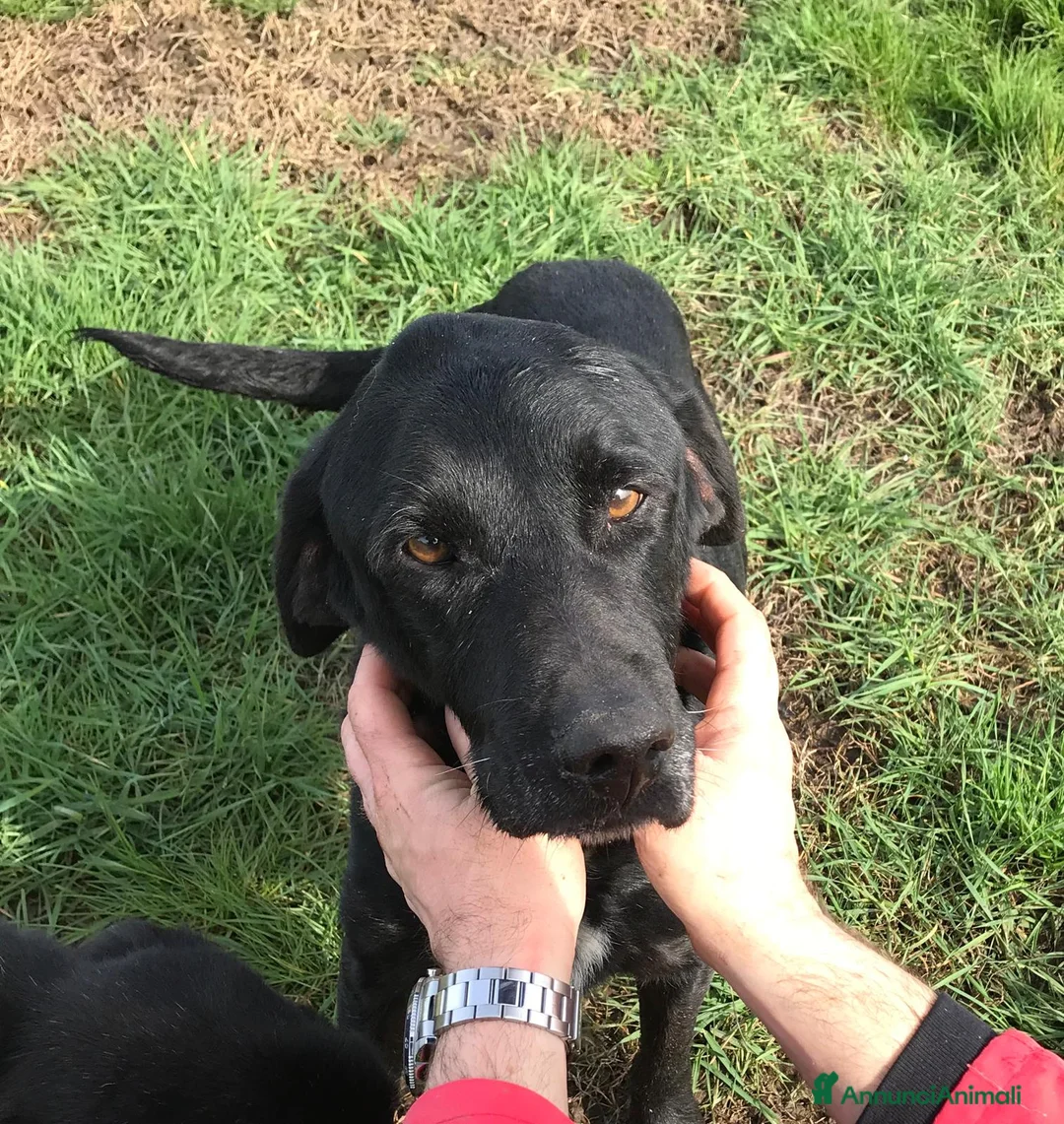 Meticcio cani in regalo: SANTO il nome giusto per lui a Provincia di Latina - Annuncio 4