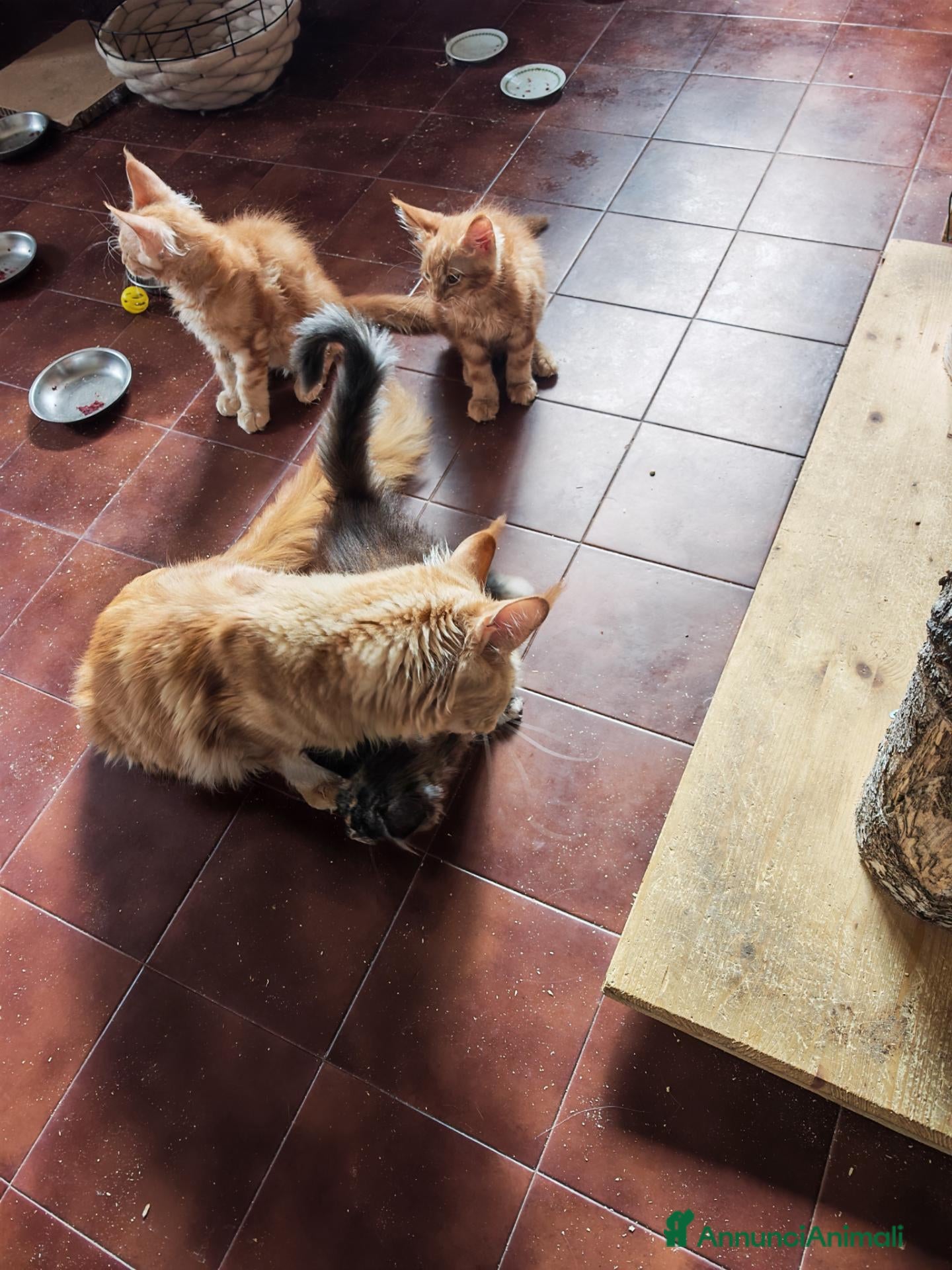 Maine Coon gatti Cuccioli di Maine Coon - Annuncio 21