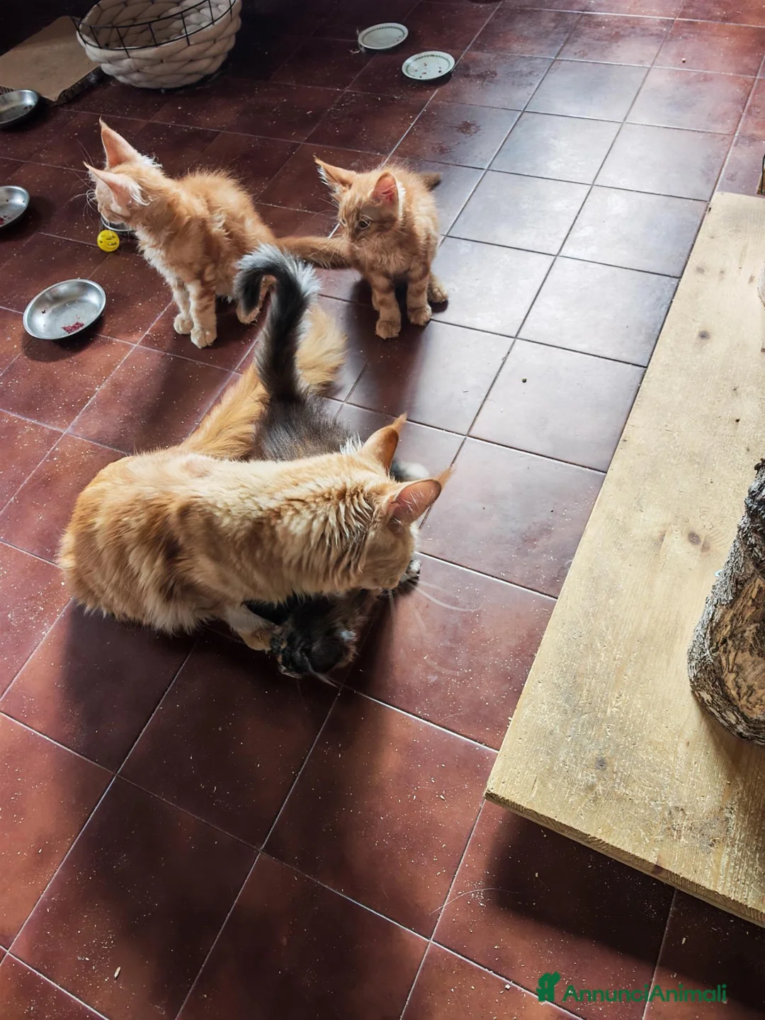Maine Coon gatti in vendita: Cuccioli di Maine Coon - Annuncio 1