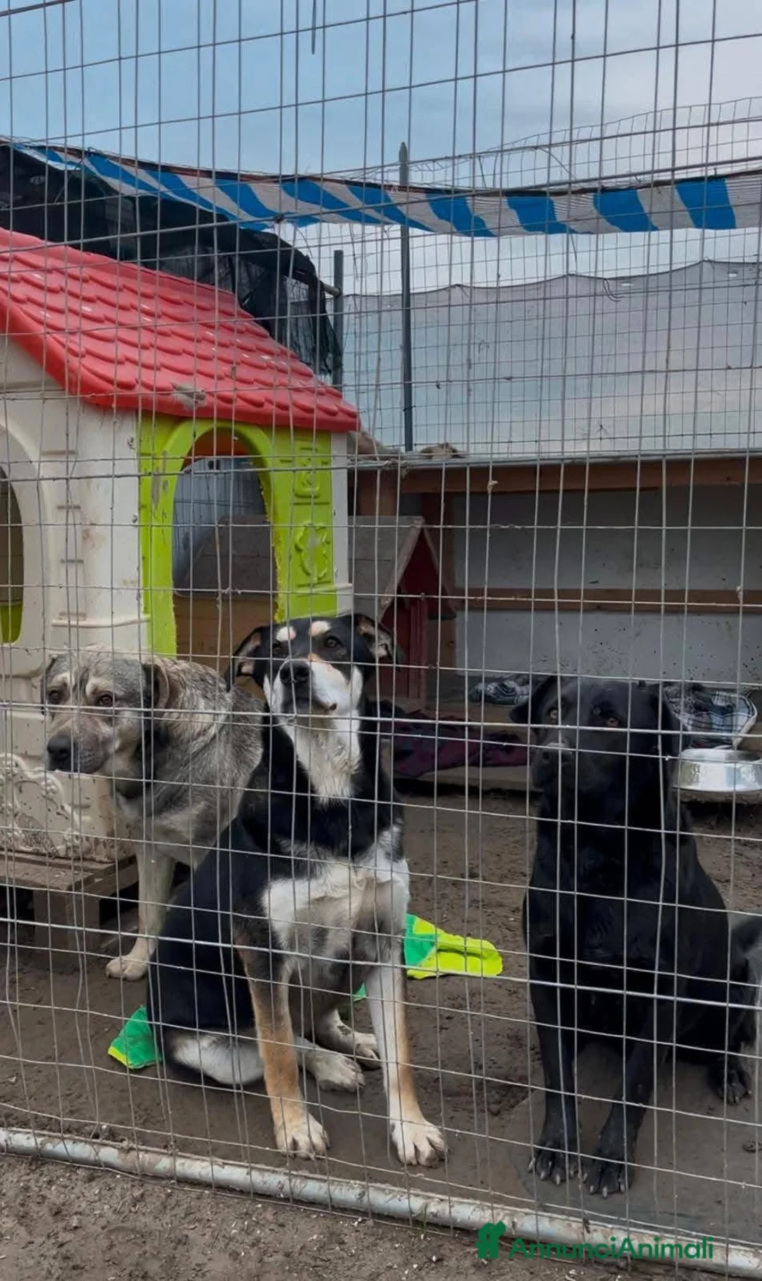 Meticcio cani in regalo: Tiana - Annuncio 8