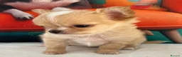Chihuahua cani in vendita: Chihuahua mini  - Annuncio 3