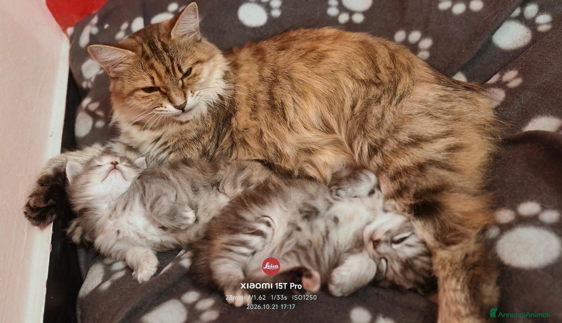 Siberiano gatti in vendita: Cucciole siberiane - Annuncio 1