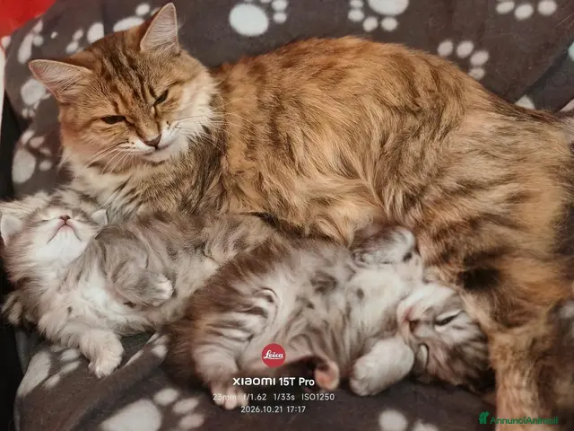 Siberiano gatti in vendita: Cucciole siberiane - Annuncio 1