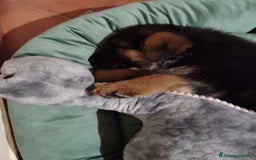 Pastore Tedesco cani in vendita: cuccioli di pastore tedesco a Provincia di Ancona - Immagine 3
