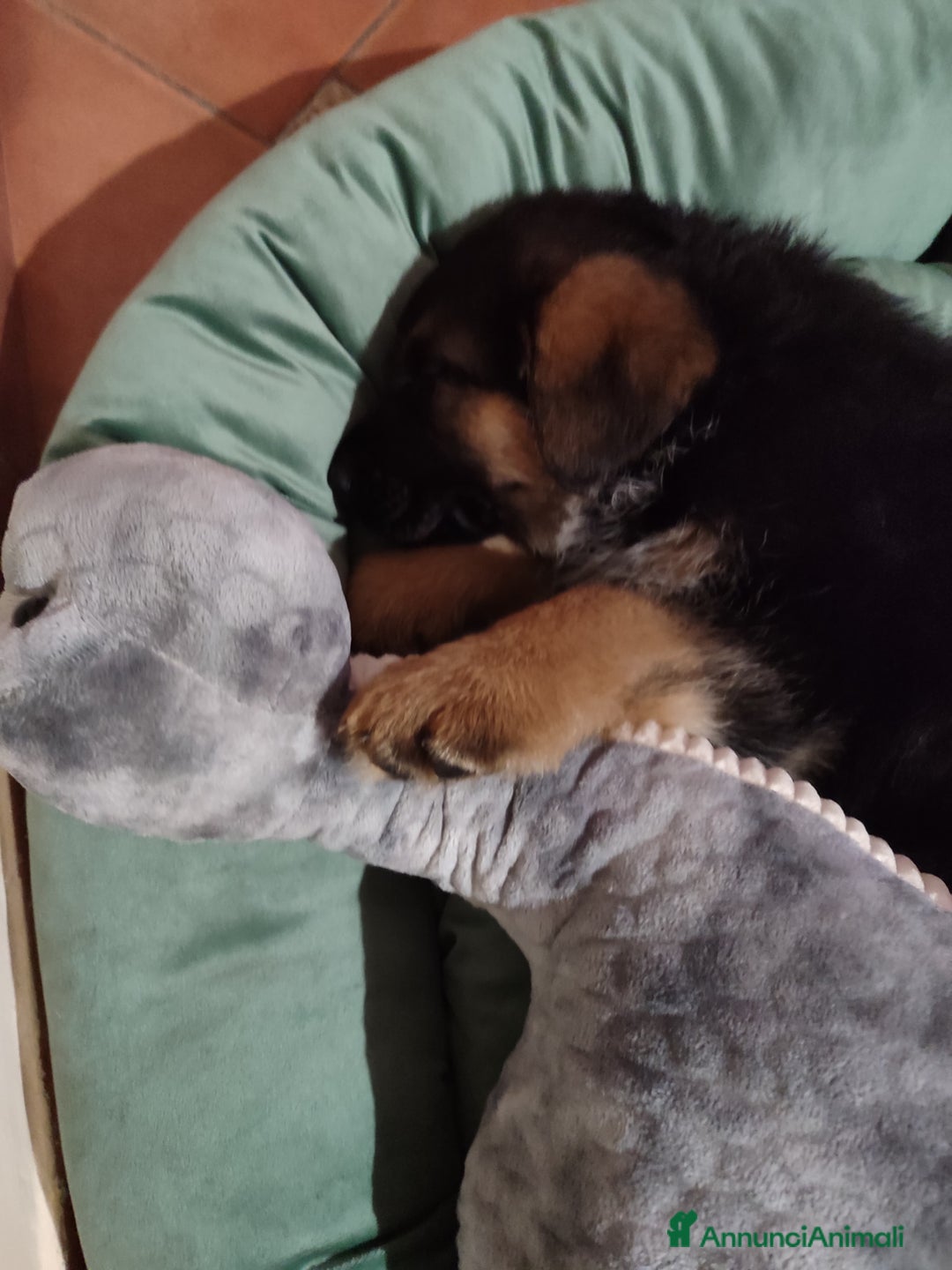 Pastore Tedesco cani in vendita: cuccioli di pastore tedesco a Provincia di Ancona - Immagine 3
