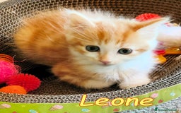 Europeo gatti in regalo:  ERMIONE E LEONE DOLCISSIMI GATTINI - Immagine 2