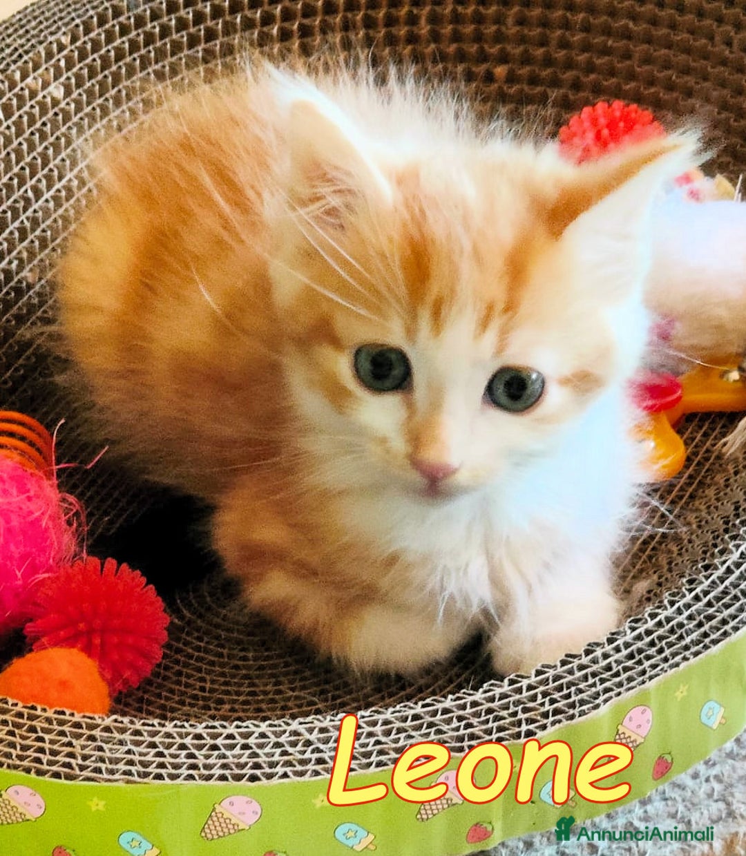 Europeo gatti in regalo:  ERMIONE E LEONE DOLCISSIMI GATTINI - Immagine 2