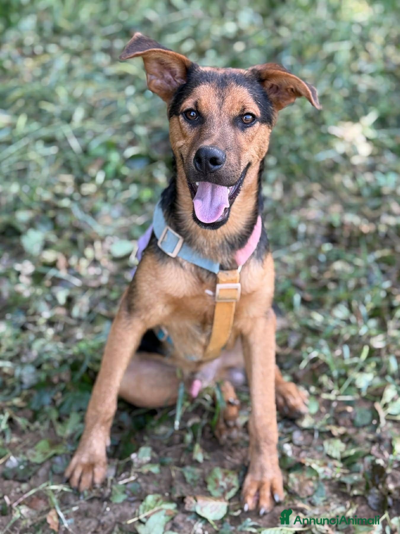 Pastore Tedesco cani DARIUS, cucciolo mix PASTORINO dall'anima gentile. - Annuncio 4
