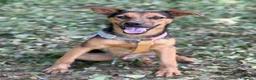 Pastore Tedesco cani in regalo: DARIUS, cucciolo mix PASTORINO dall'anima gentile. - Annuncio 1
